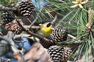 022 Warbler, Common Yellowthroat, 2023-05222178 Parker River NWR, MA